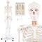 White PVC Human Skeleton Model with Movable Joints and Rolling Metal Stand